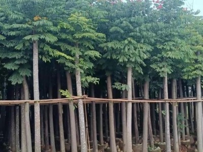 青云苗圃 绿化乔木栾树 行道林荫防护树图1