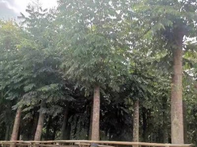 青云苗圃 绿化乔木栾树 行道林荫防护树图2