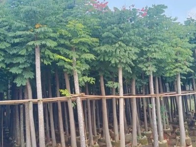 青云苗圃 绿化乔木栾树 行道林荫防护树图3