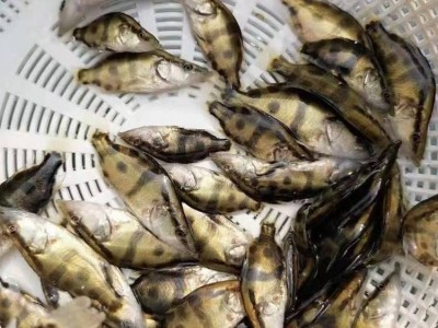活体桂花鱼苗出售 斑桂鱼苗供应图2