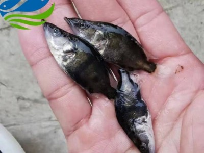 活体桂花鱼苗出售 斑桂鱼苗供应图3